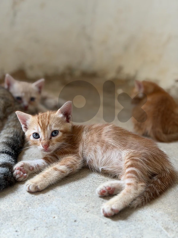 Amzaing cat