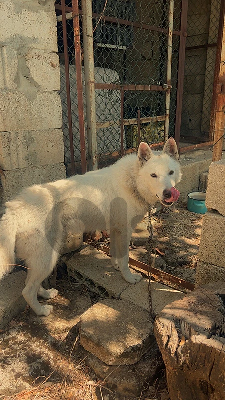 dog akita mix wolf