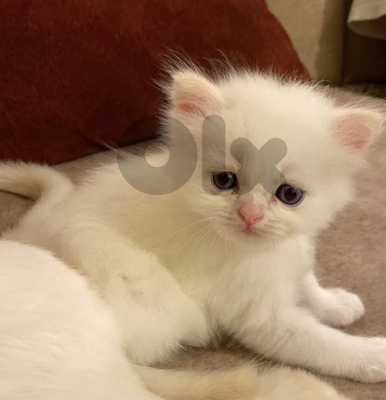 himalayan kitten 2 months old for sale