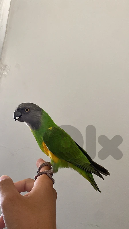 Super tamed senegal parrot