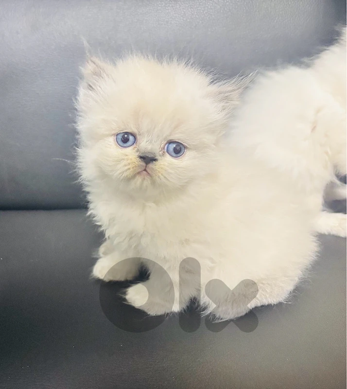 himalayan