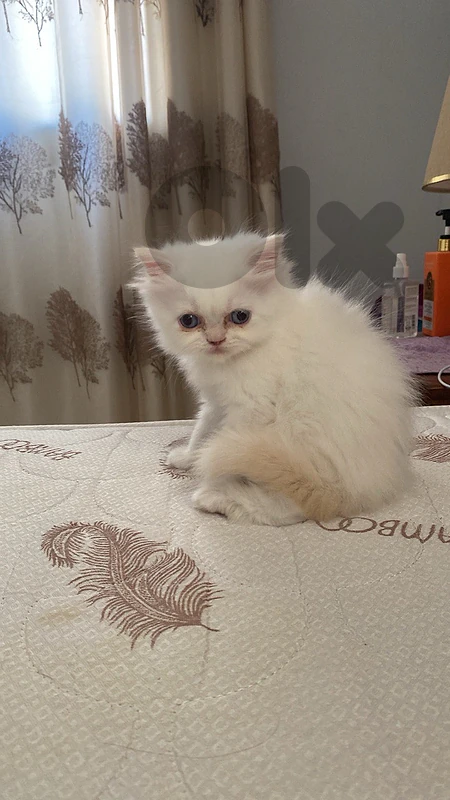 persian long  hair