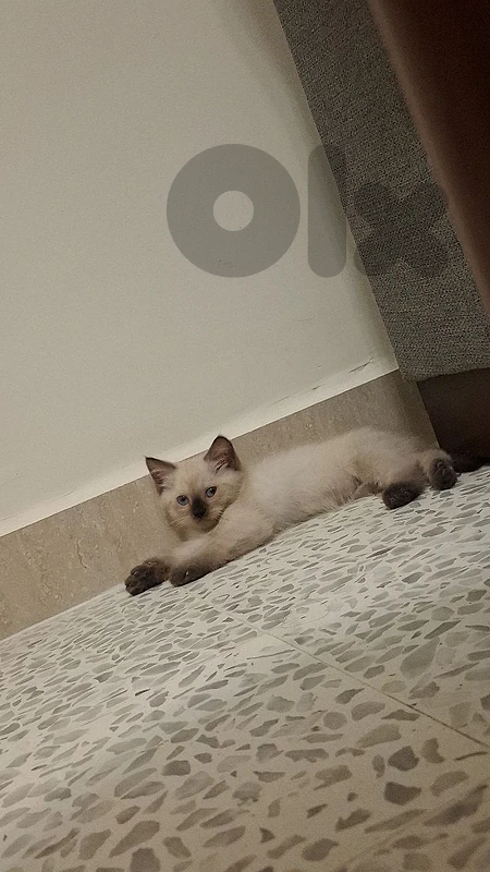 للبيع