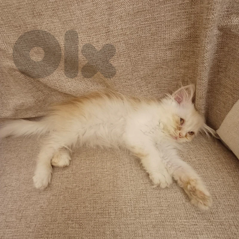 persian