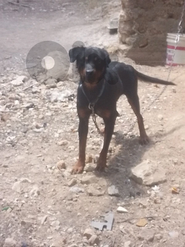 rottweiler