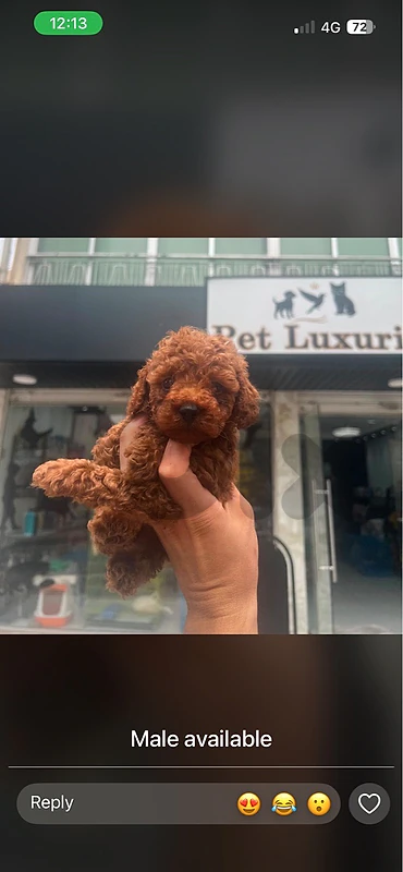 Toy poodle