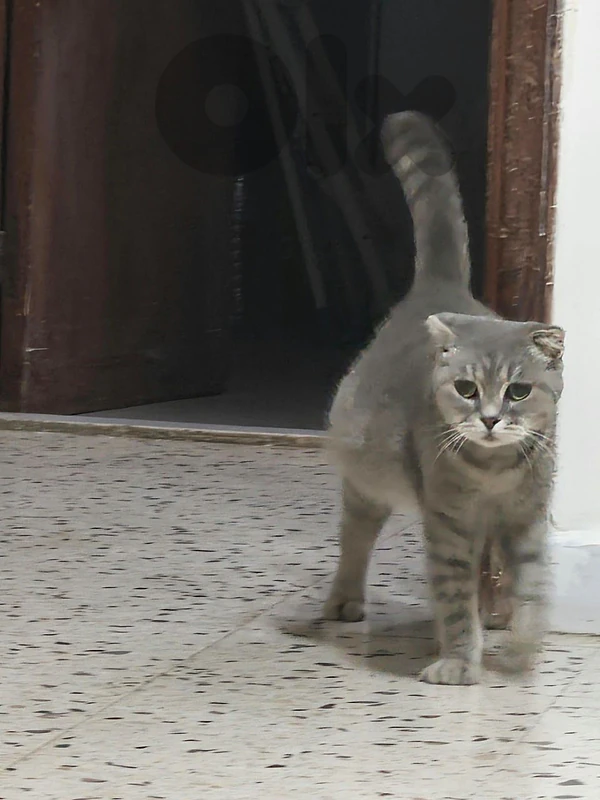 pregnant cat scotch fold