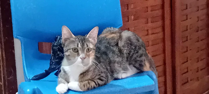 domestic female shorthair cat one year old vaccinated and spayed