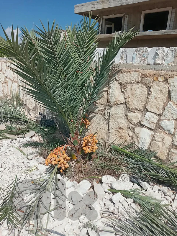 العناية بلنخيل تنسيق حدائق