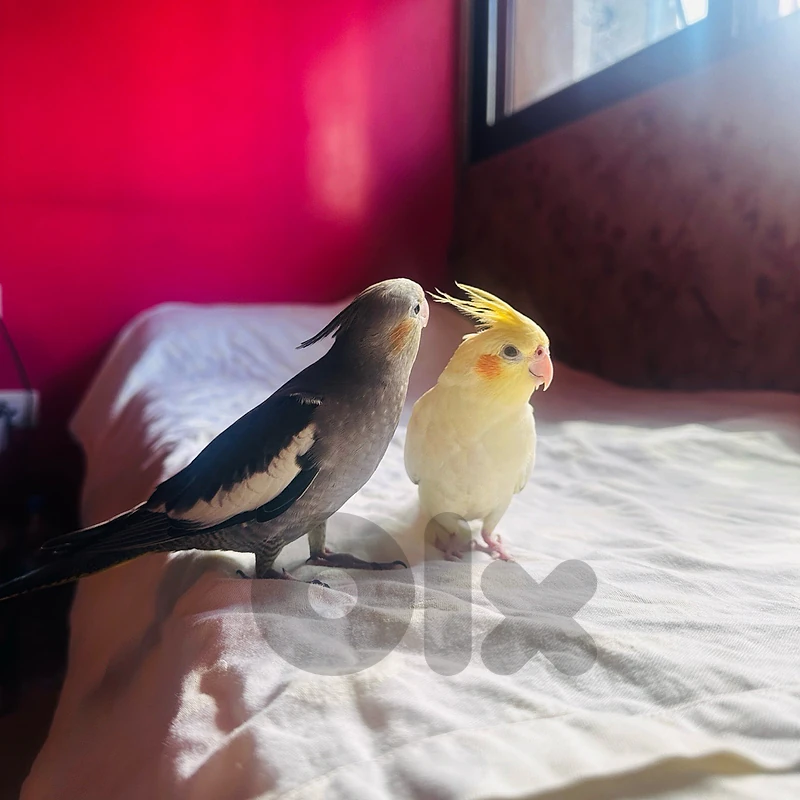 2 cockatiel for sell