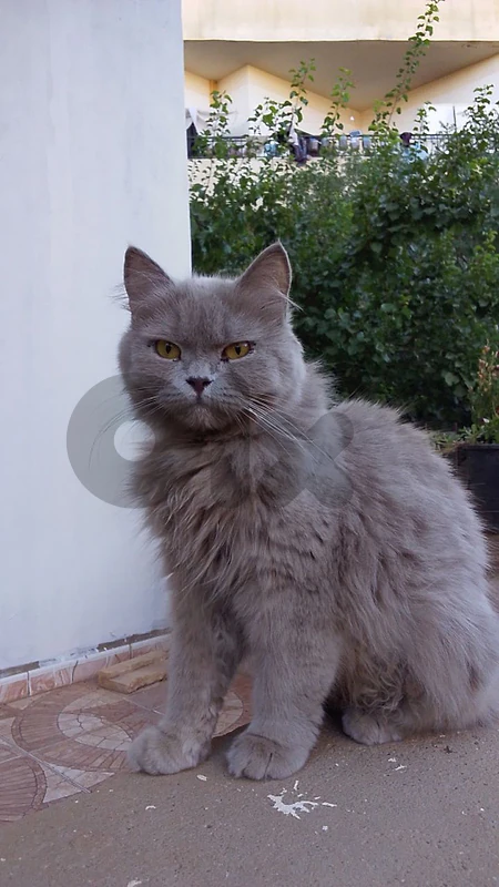 grumpy but friendly grey persian cat