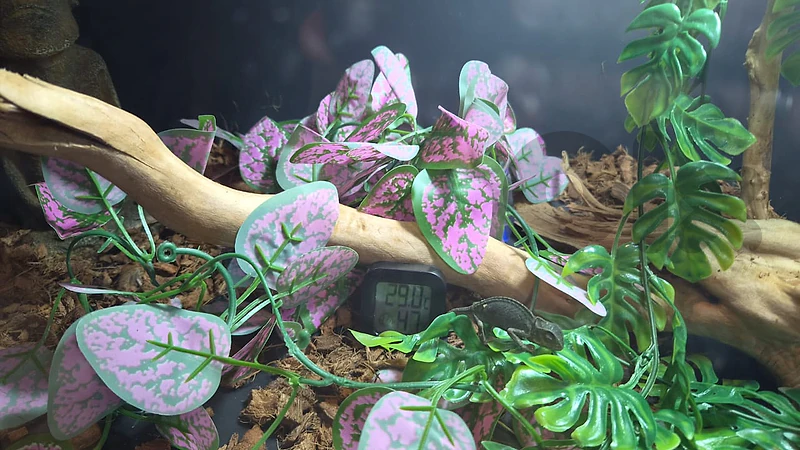 TERRARIUM FULL KIT