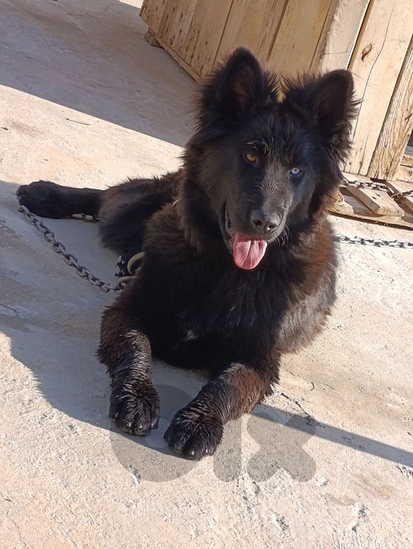 shepesky black royal..9 month.vaccinated.male
