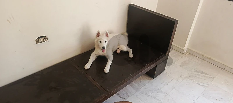 syberian husky