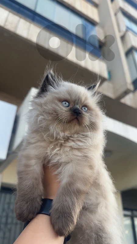 Himalayen kitten