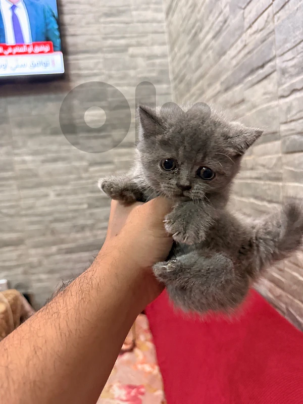 kittens for sale 2 males