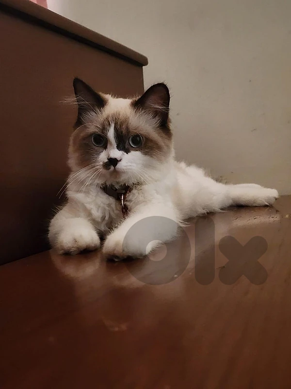 RAGDOLL CAT FOR SALE !
