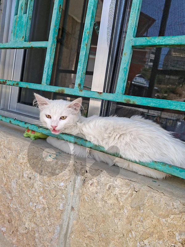 kitten white persan
