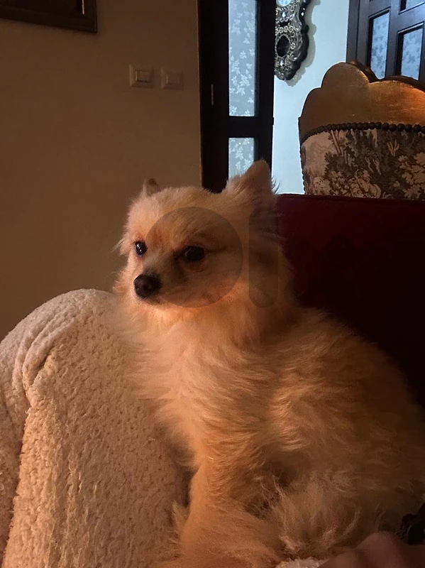 dog for sale