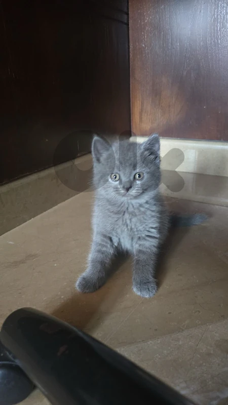 British shorthair kitten 140$
