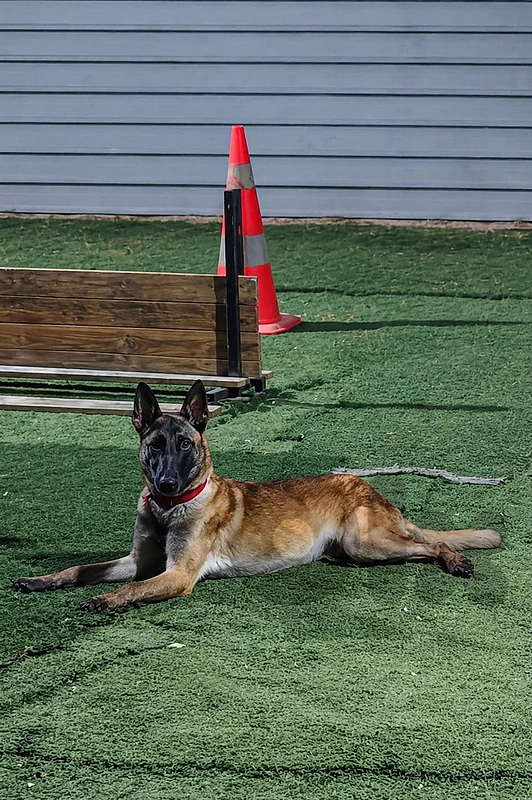 malinois for sale