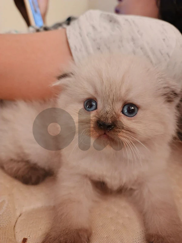 Himalayan kittens