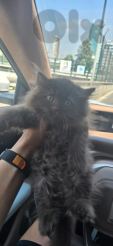 british longhair chocolate