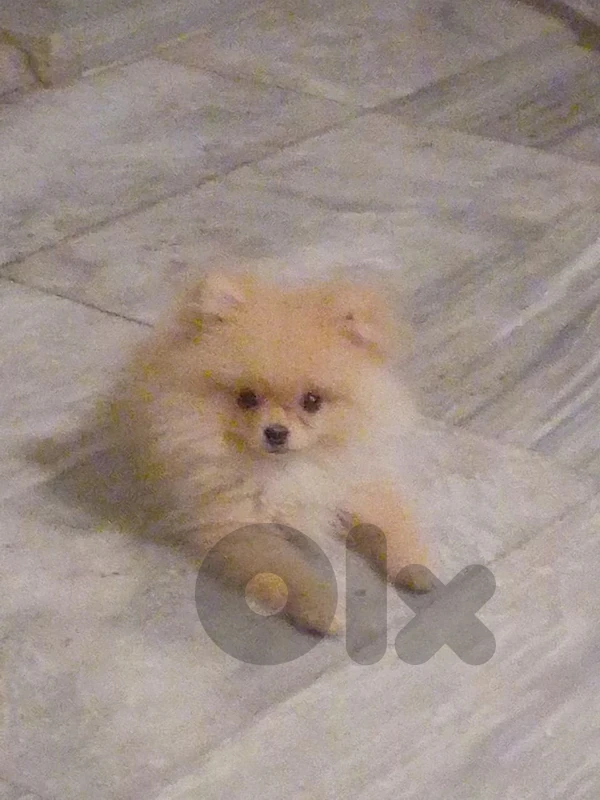 tea cup pomeranian