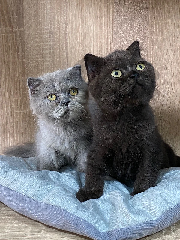 persian