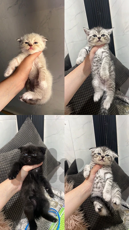 kittens for sale