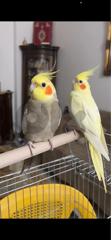 cockteil karawan couple