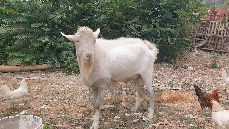 سانين اصلي ١٠٠%