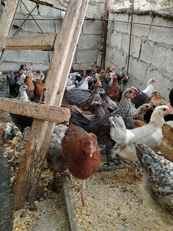 صيصان بلدي عمر ٤ اشهر