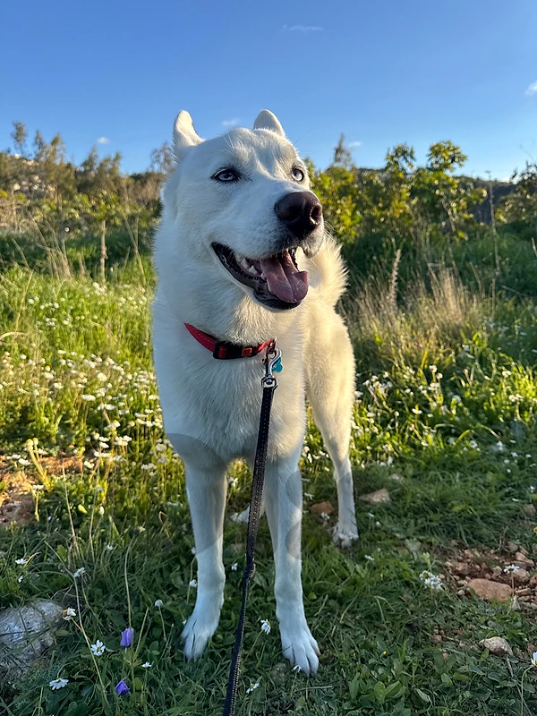 siberian husky for adoption