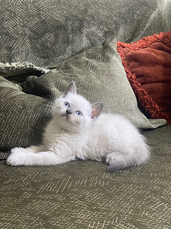 british blue point kittens