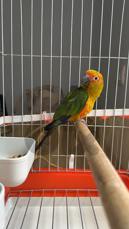 sun conure