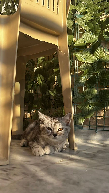 cat for sale