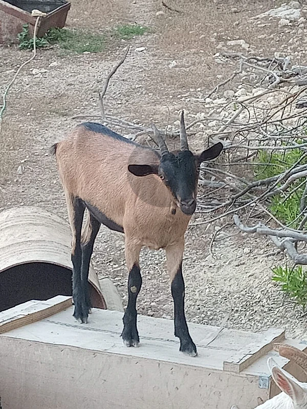 goat alpine