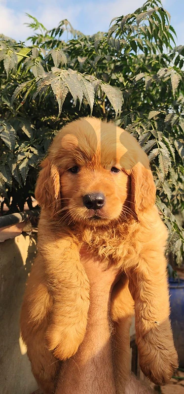 golden
