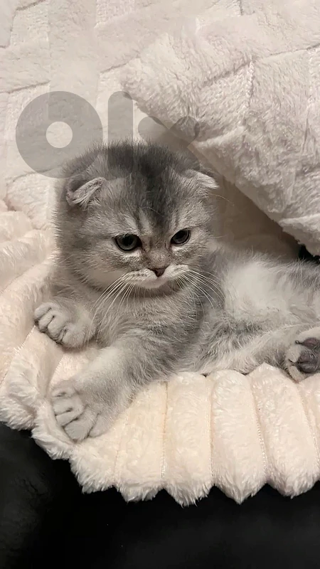 Scottish fold kittens lilac very rare