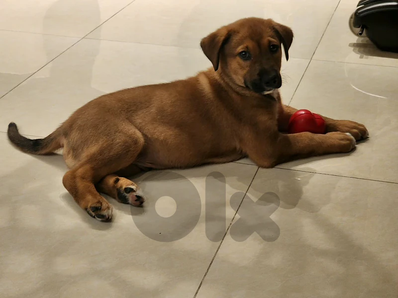 labrador malinois