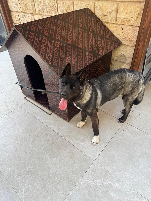 Black Akita Male