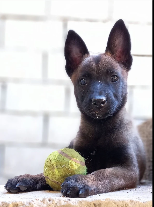 Malinois , pitbull & pointer