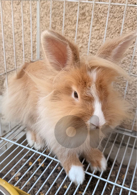 Lion Face Rabbit