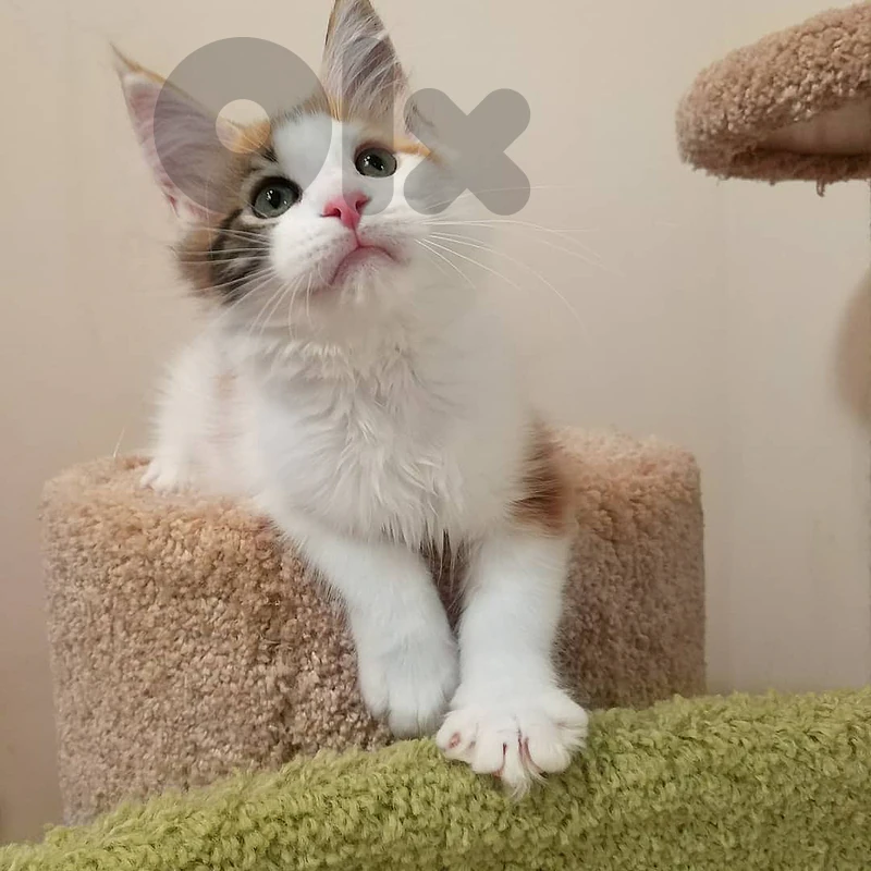 Cute Maine coons For Adoption Whatsapp +971 56 925 0189