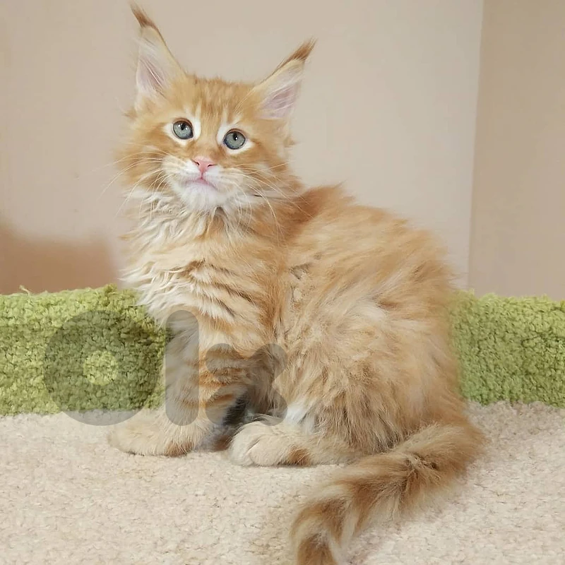 Cute Maine coons For Adoption Whatsapp +971 56 925 0189