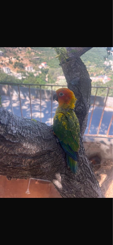 sun conure well tamed mrawadin