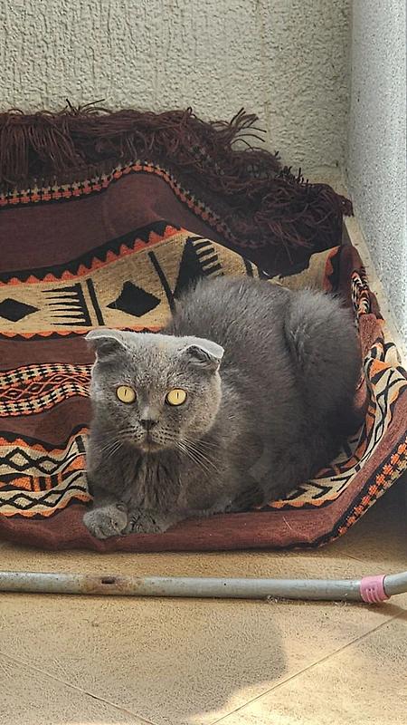 Scottish Fold for adoption