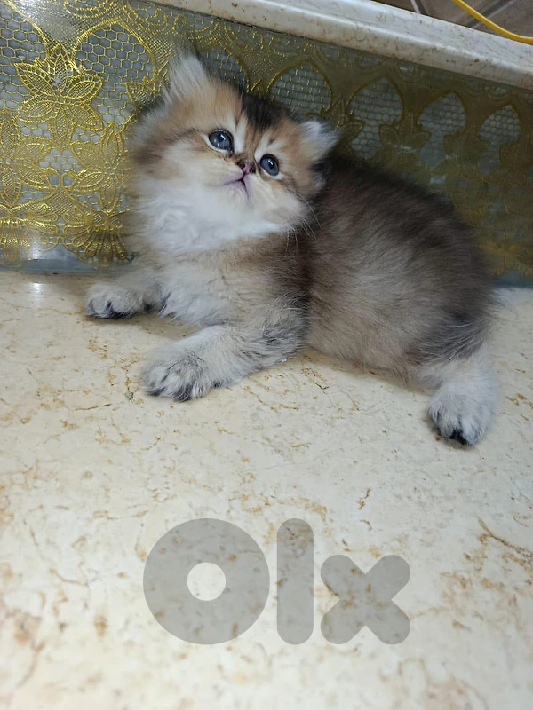 goldenshanshilla ny25