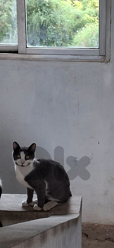 domestic cat for homes